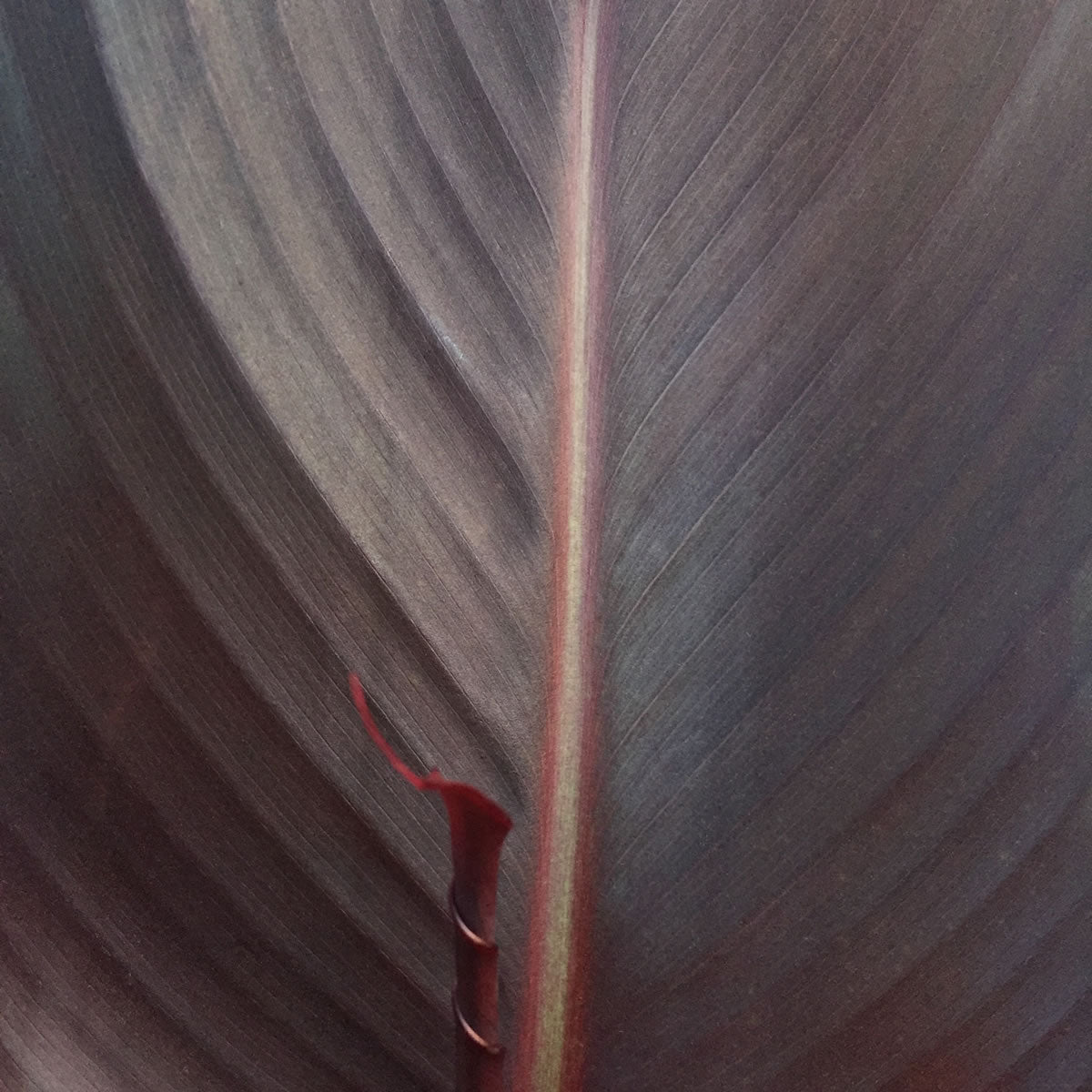 Australia Canna Plant