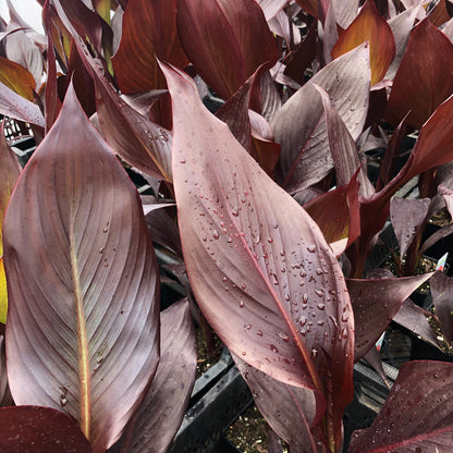 Australia Canna Plant