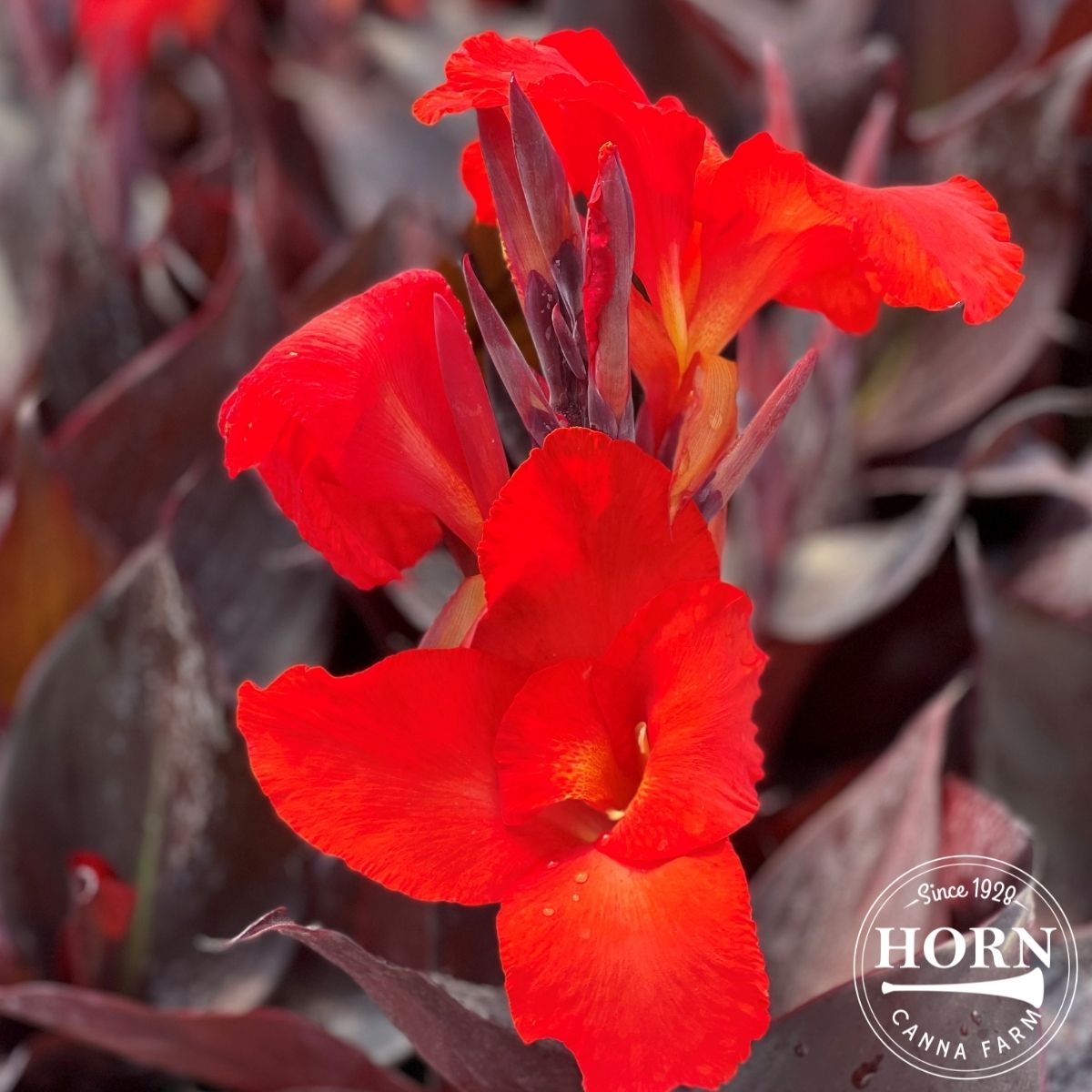 Australia Canna Plant