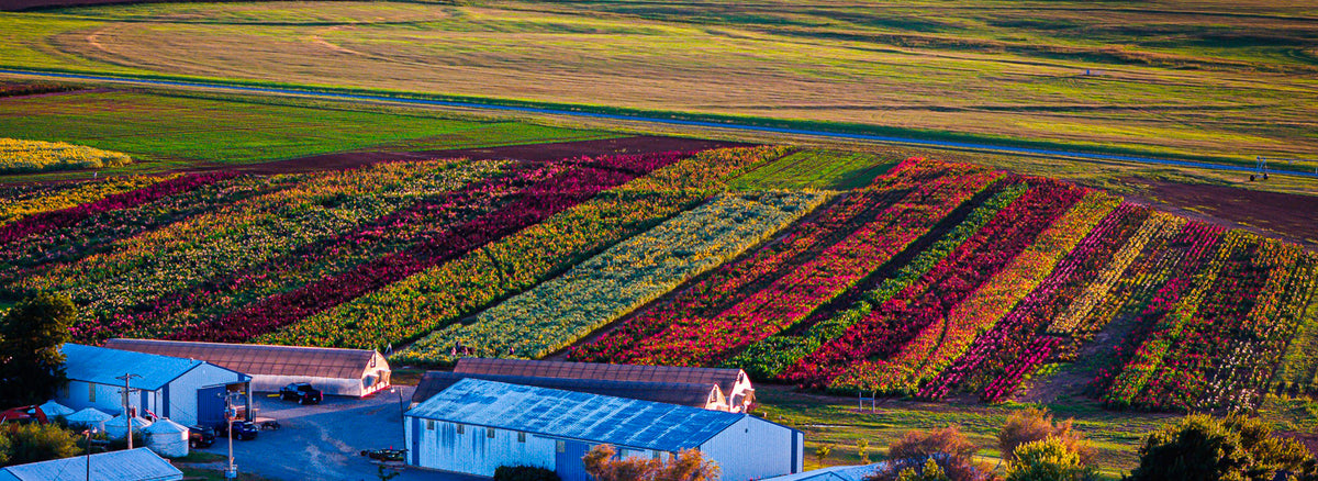 Horn Canna Farm, Inc.