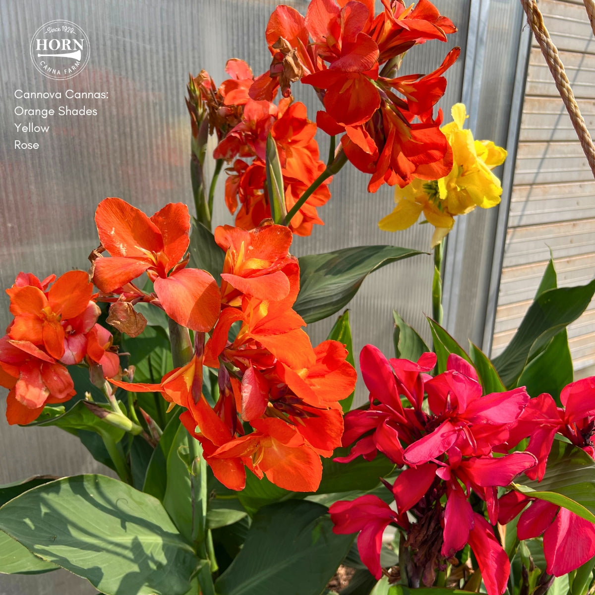 Cannova® Orange Shades Plant – Horn Canna Farm