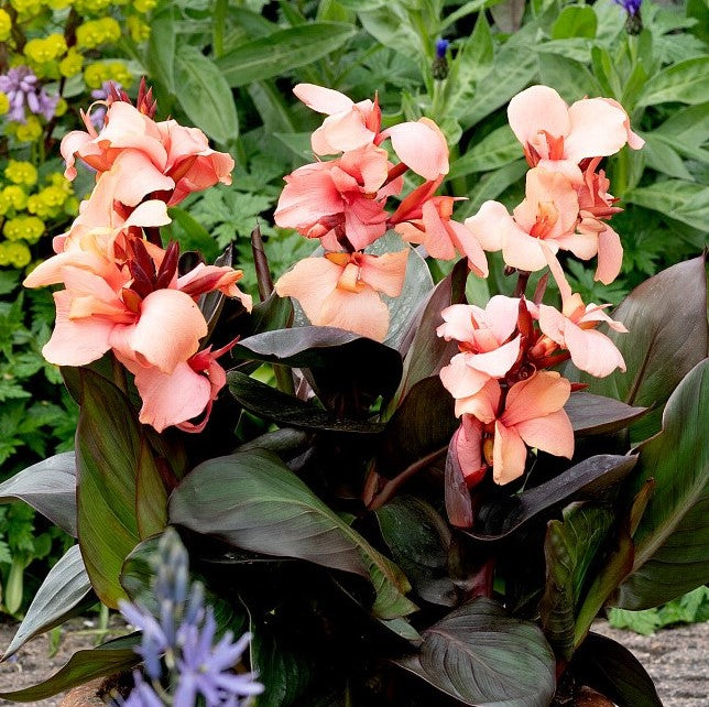 Cannova® Bronze Peach Plant – Horn Canna Farm