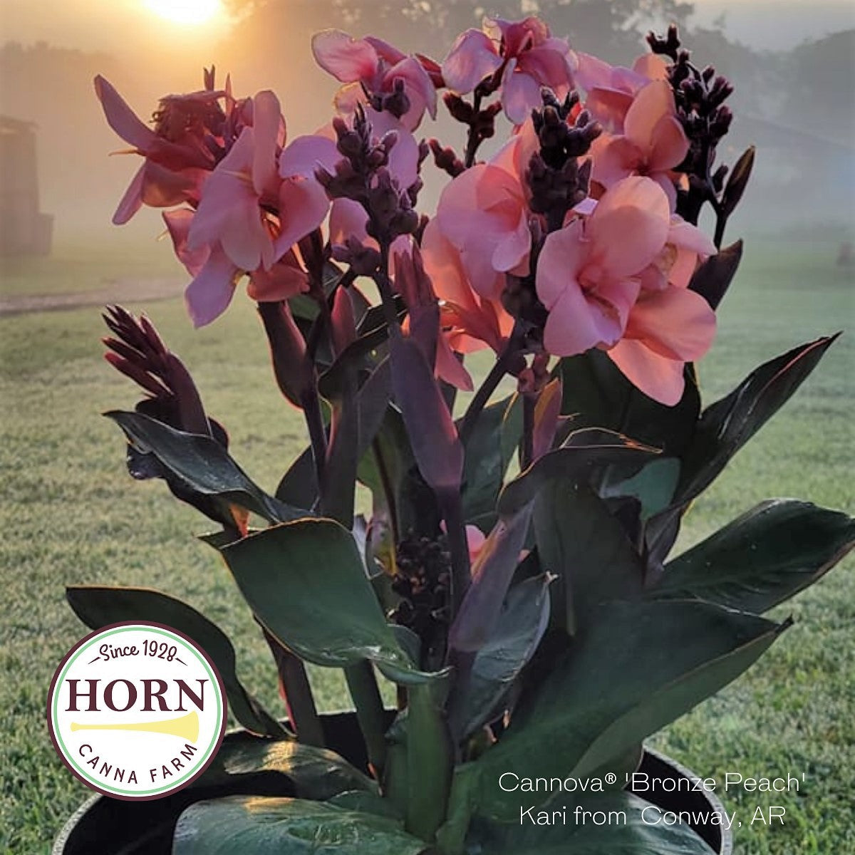 Cannova® Bronze Peach Plant – Horn Canna Farm