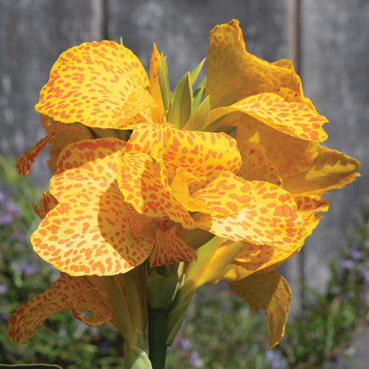 Cannova® Gold Leopard Plant