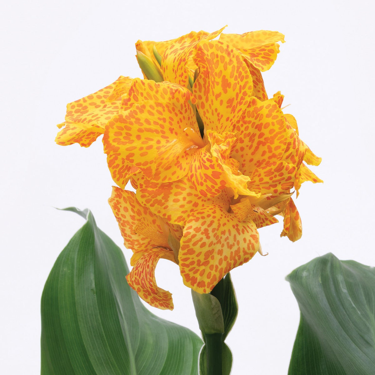 Cannova® Gold Leopard Plant