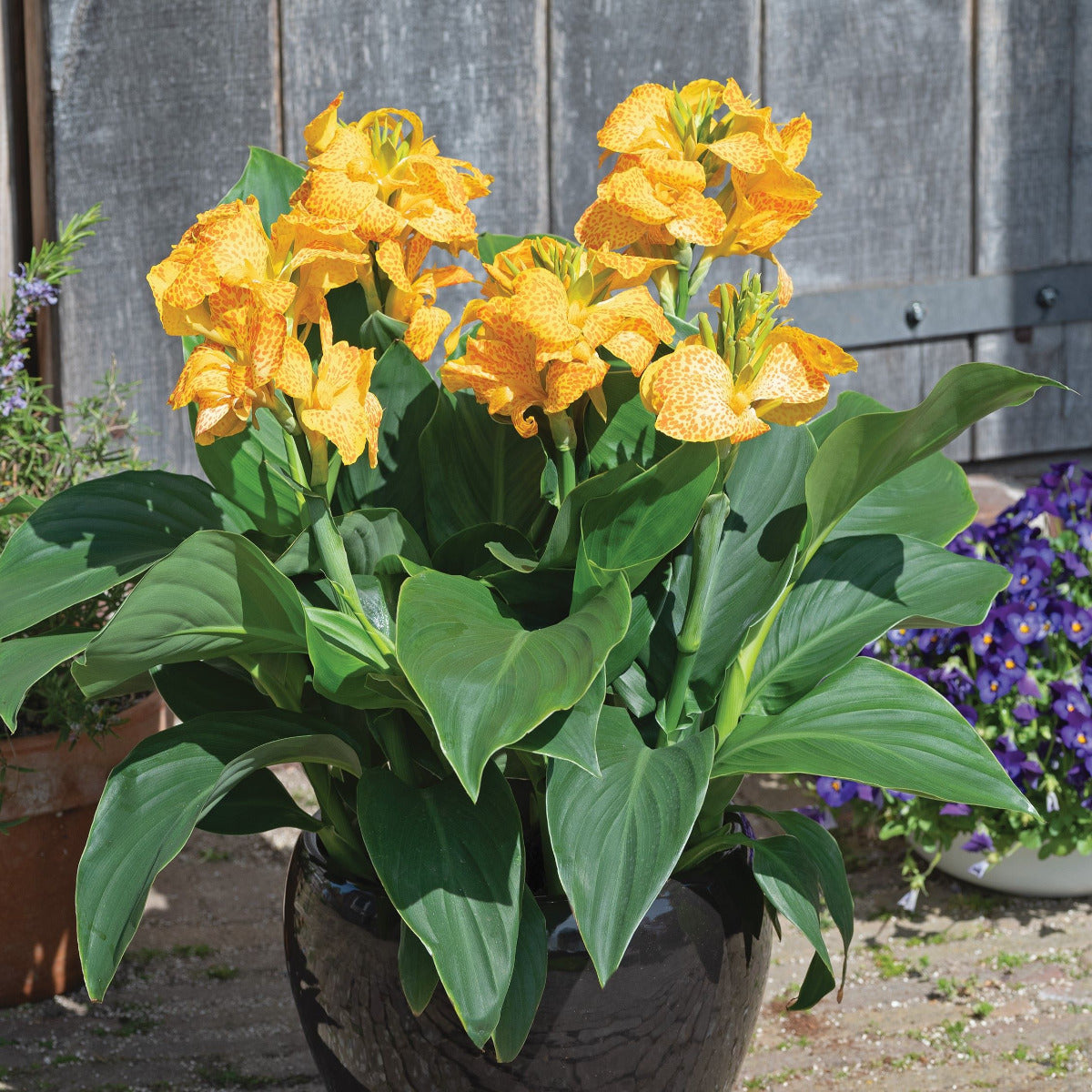 Cannova Leopard Plant - Thumbnail 2