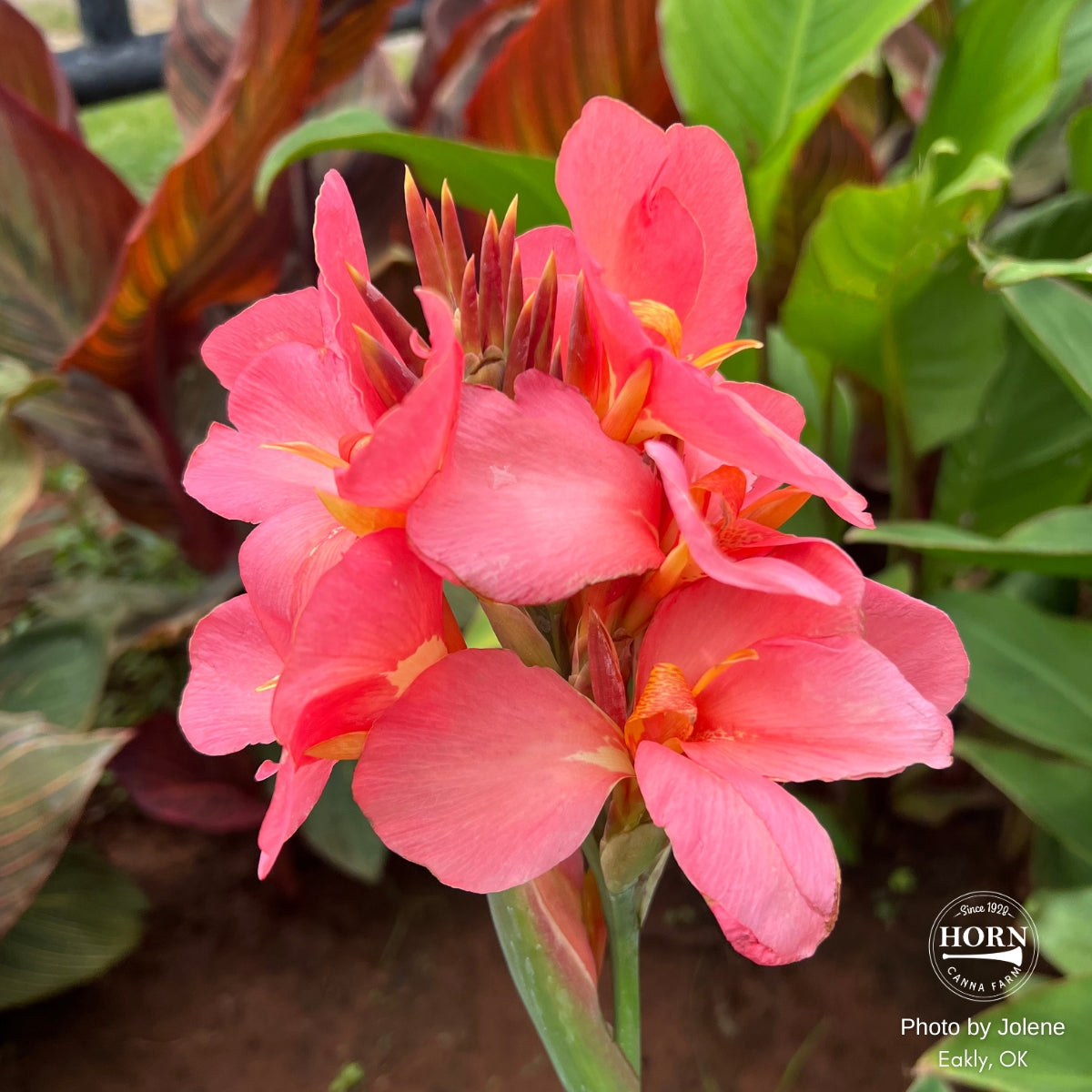 mango asiatic lily Cannova® Mango Plant – Horn Canna Farm