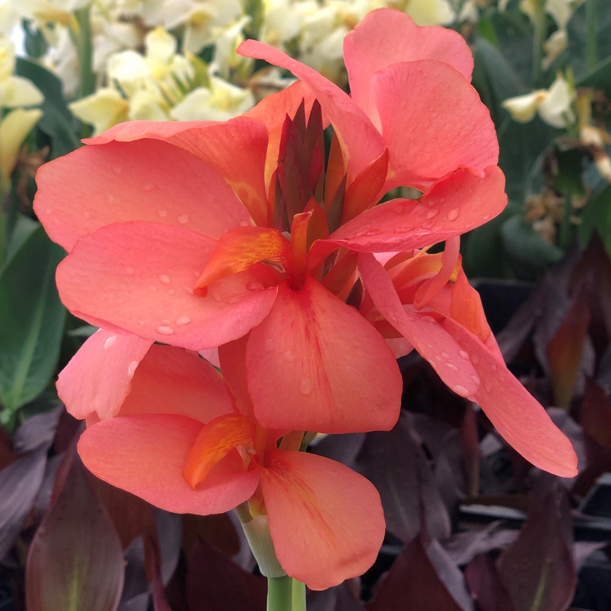 Cannova Leopard Plant
