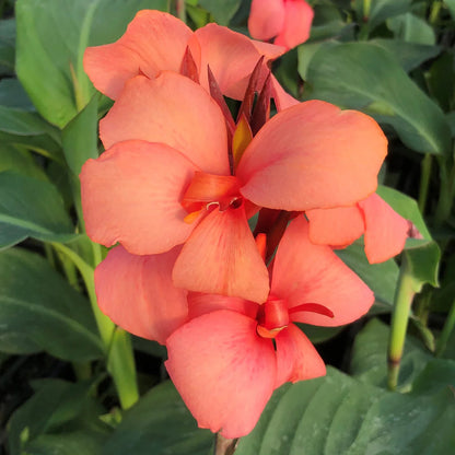 Cannova® Quad Plants 4-Pack New