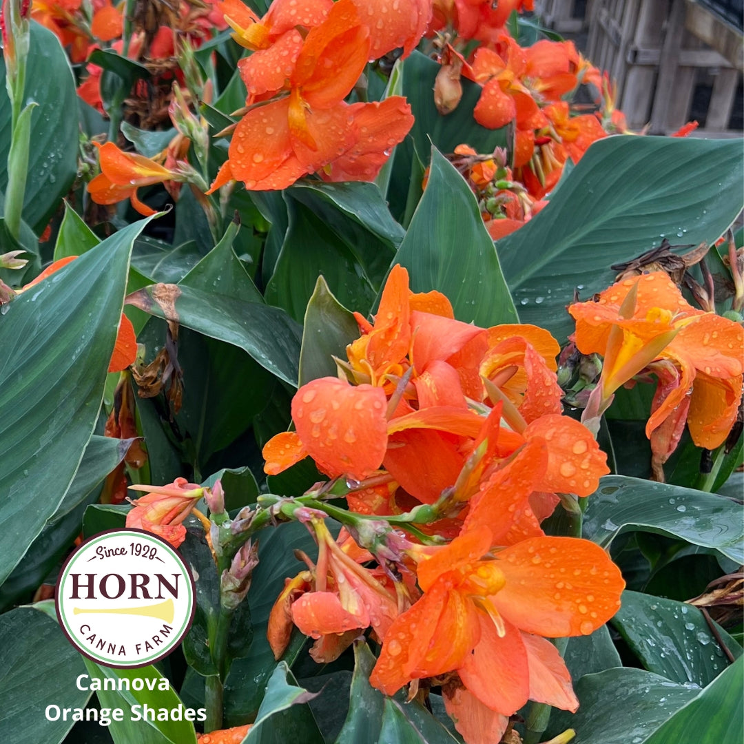 Cannova® Orange Shades Plant – Horn Canna Farm