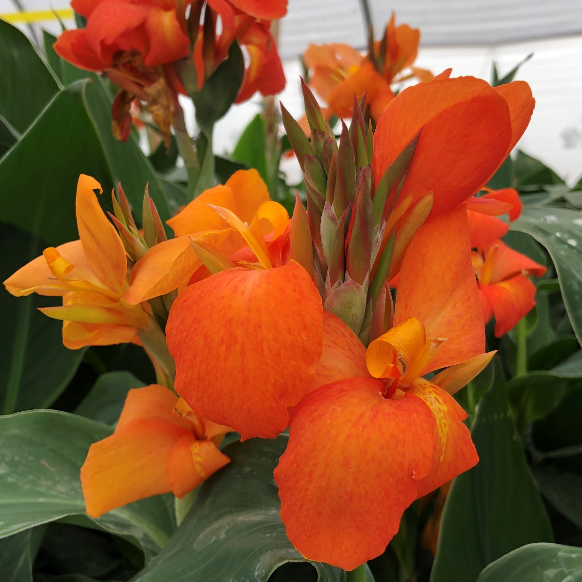 Cannova® Orange Shades Plant – Horn Canna Farm