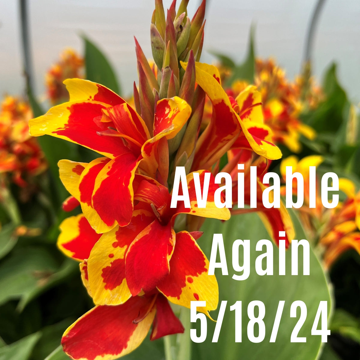Cannova® Red Golden Flame Plant