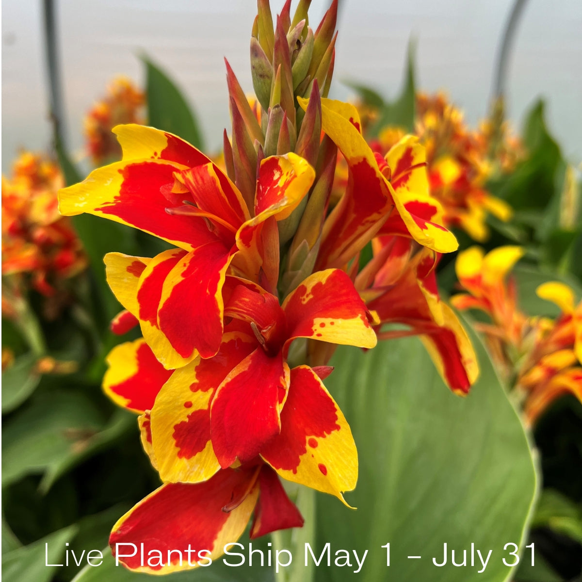 Cannova® Red Golden Flame Plant