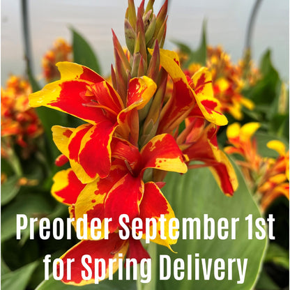 Cannova® Red Golden Flame Plant