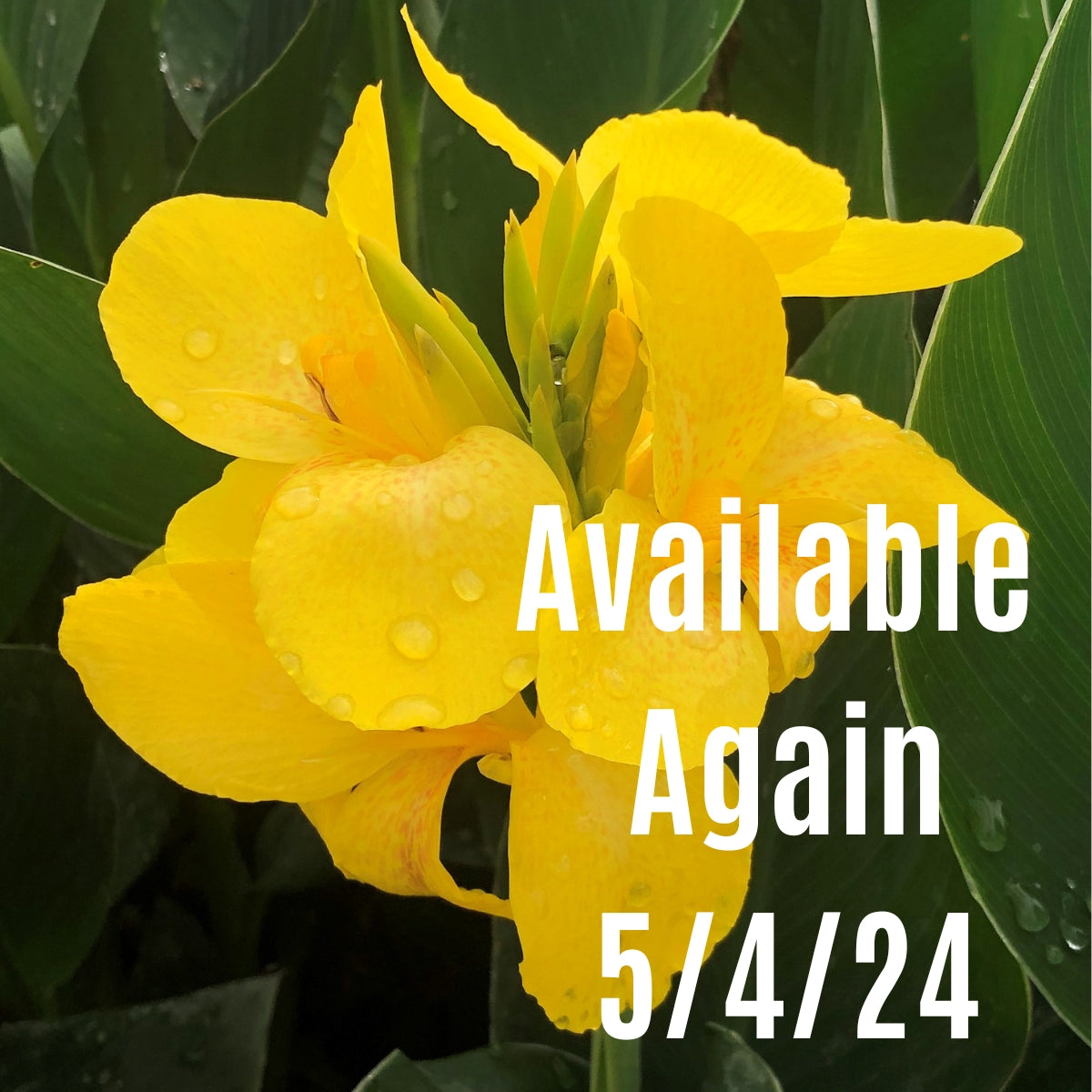 Cannova® Yellow Plant