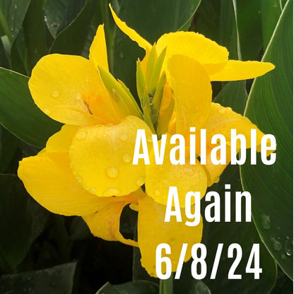 Cannova® Yellow Plant
