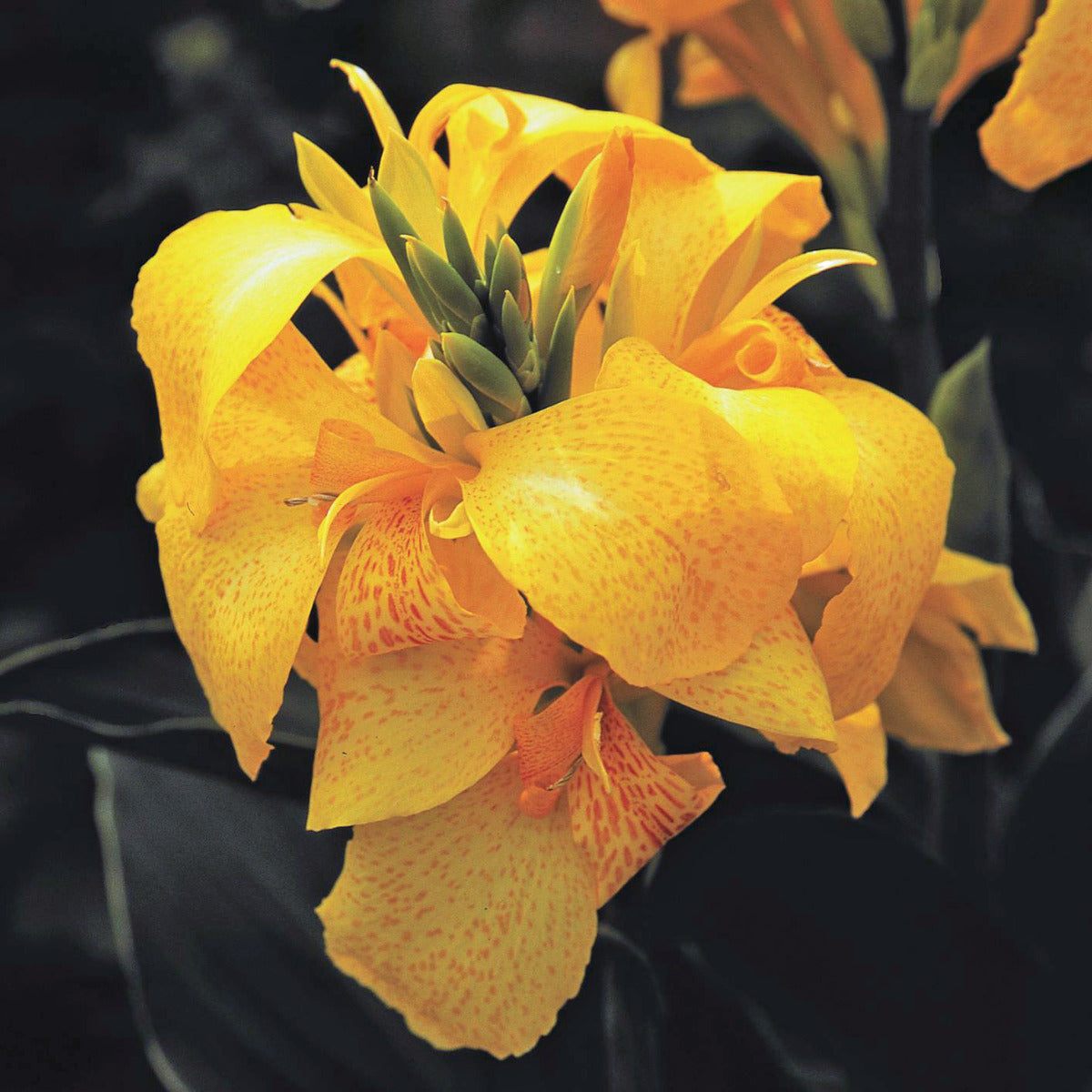 Cannova® Yellow Plant – Horn Canna Farm