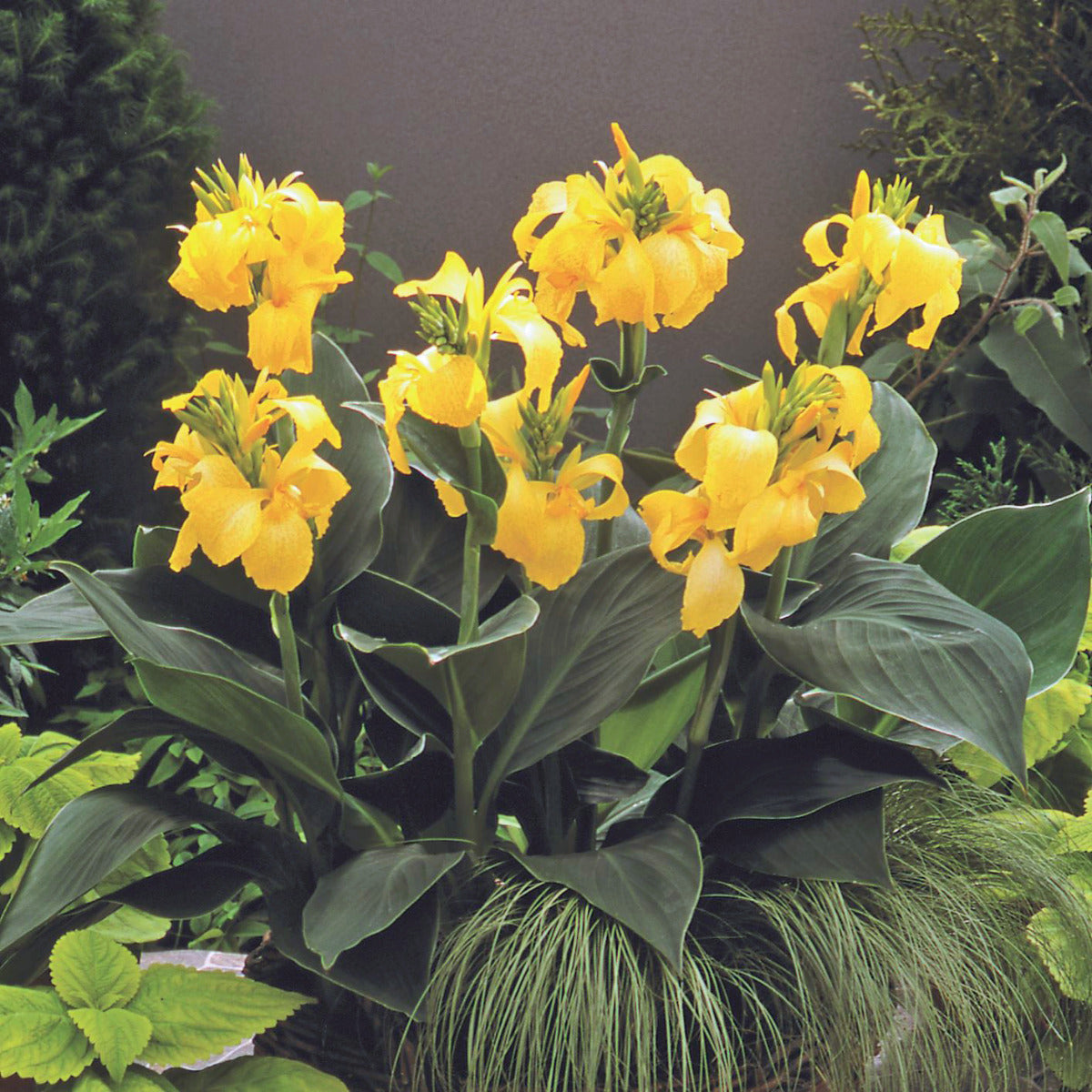 Cannova® Yellow Plant – Horn Canna Farm