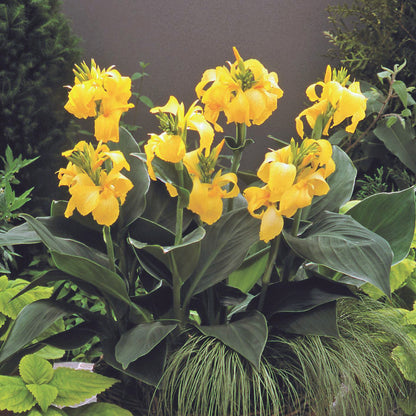 Cannova® Yellow Plant