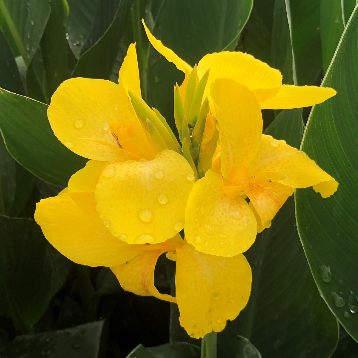 Cannova® Quad Plants 4-Pack – Horn Canna Farm