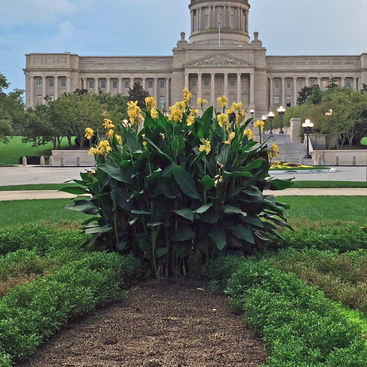 かのな Cannova® Yellow Plant – Horn Canna Farm