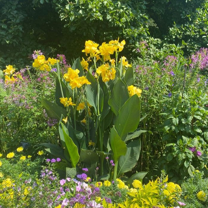 かのな Cannova® Yellow Plant – Horn Canna Farm