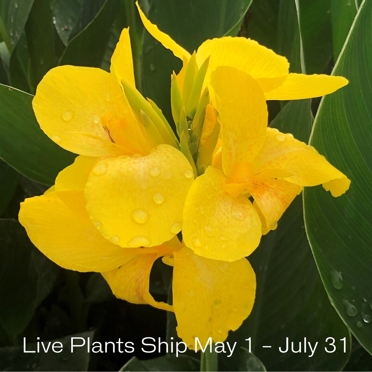 Cannova® Yellow Plant