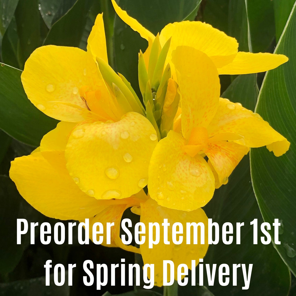 Cannova® Yellow Plant