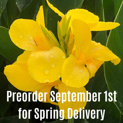 Cannova® Yellow Plant