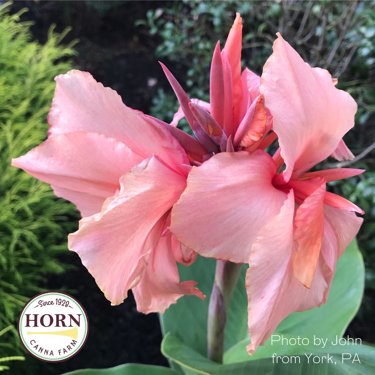 ♡レア❗2kg越え ピンクマニカラン　クローライト入り Chinese Coral Canna Flower Bulbs – Horn Canna Farm