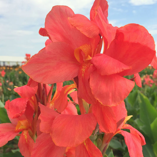 City of Portland Bulk 50-Pack Canna Flower Bulbs