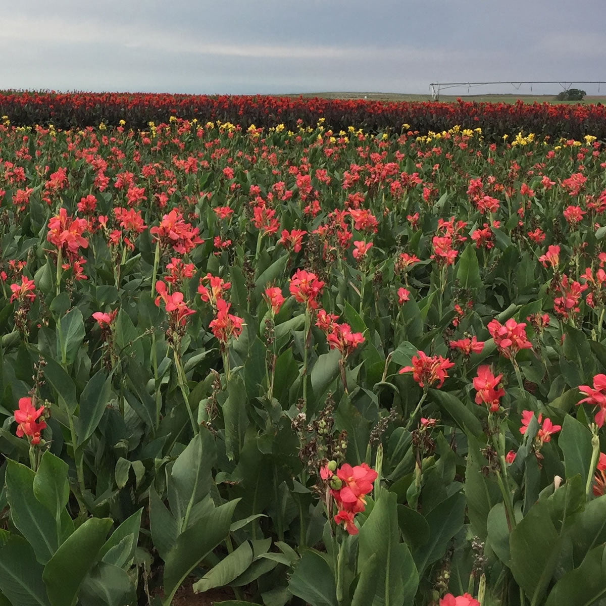 City of Portland Canna Flower Bulbs