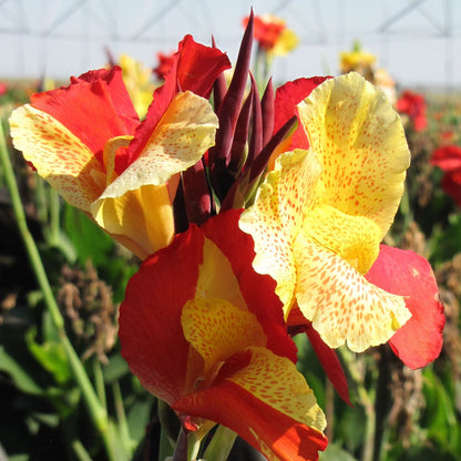 Cleopatra Canna Flower Bulbs