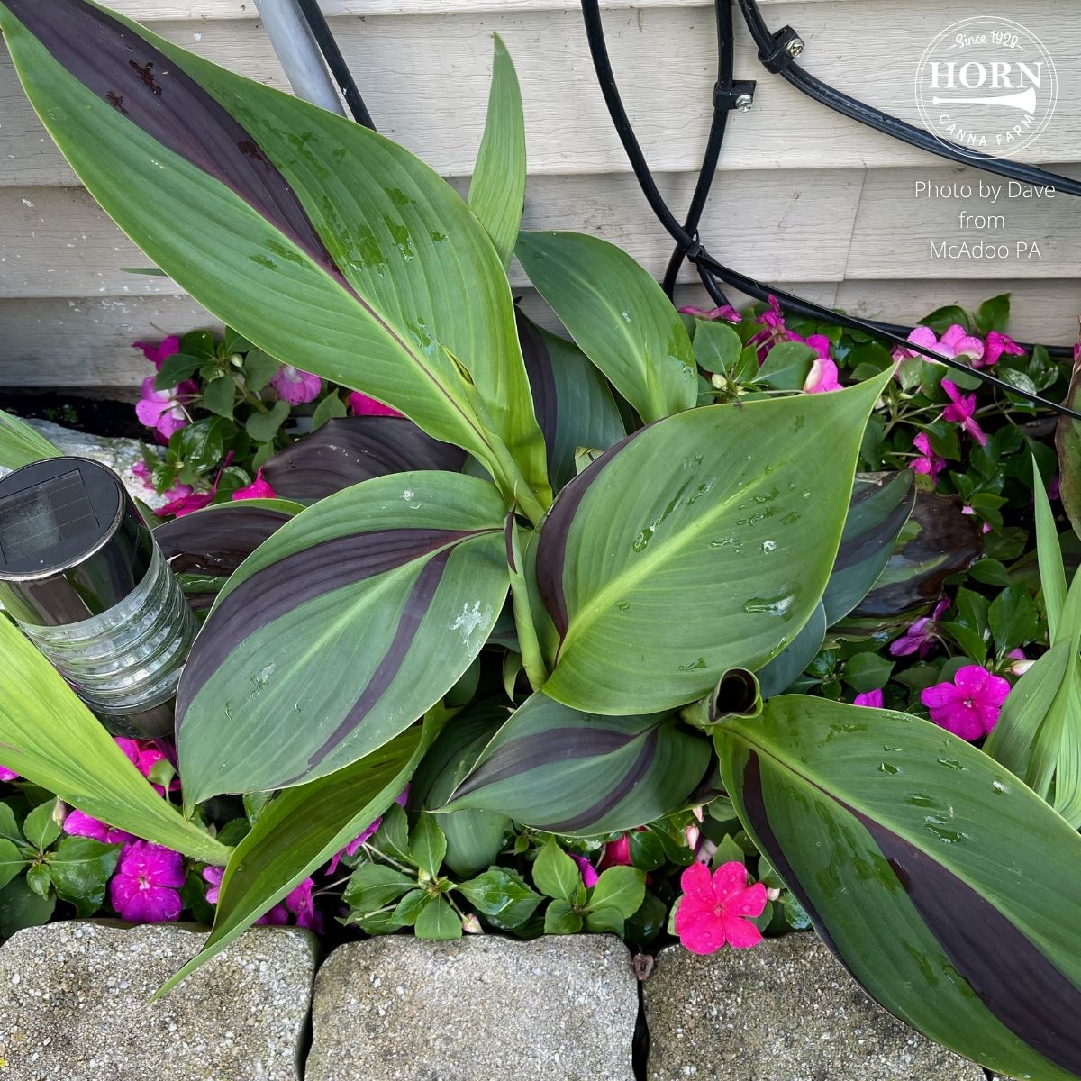 Cleopatra Canna Flower Bulbs