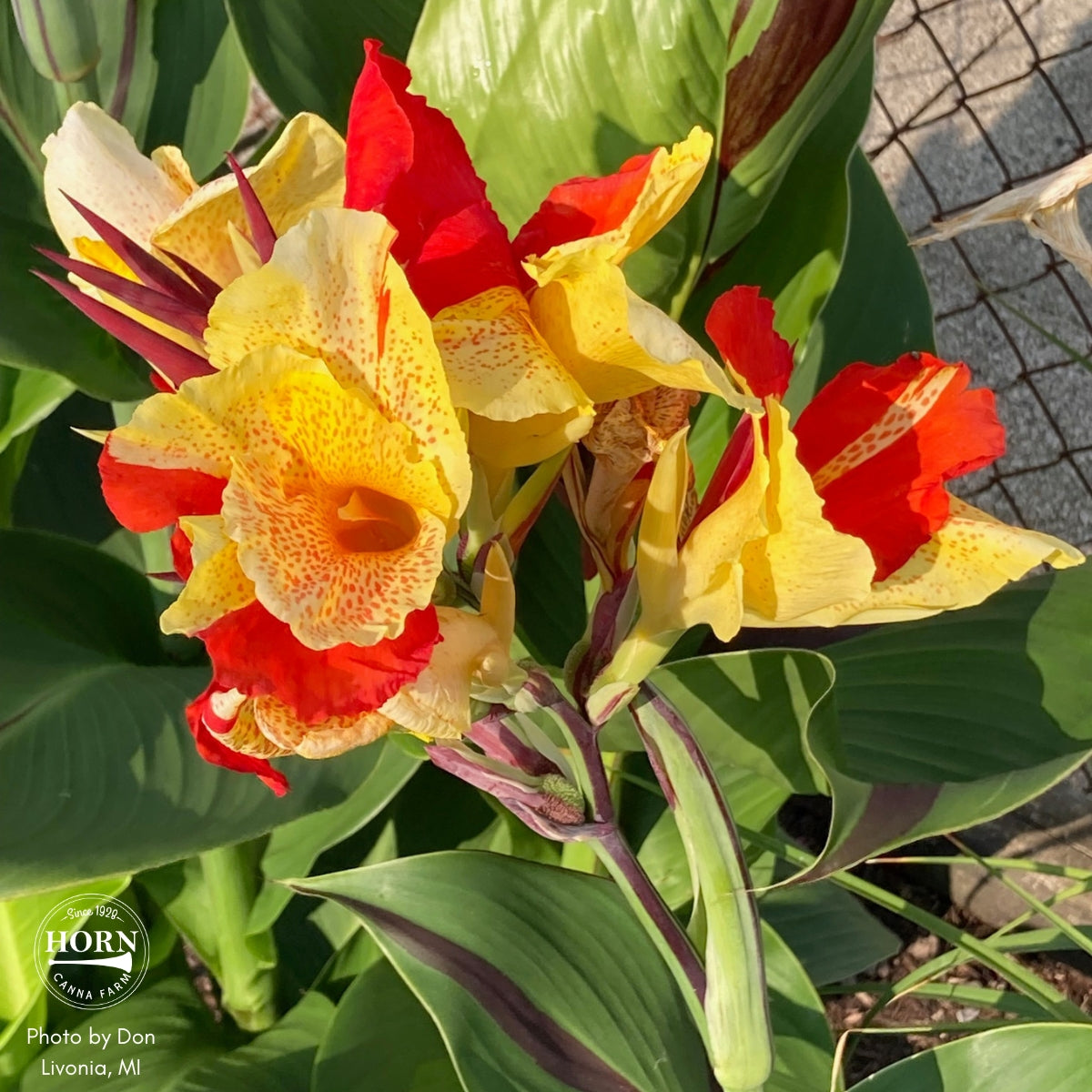 Cleopatra Canna Flower Bulbs