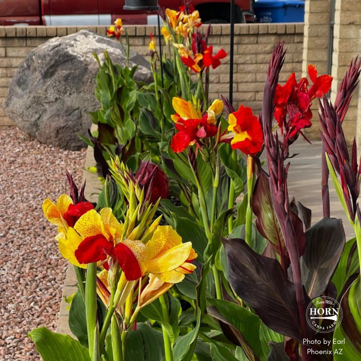Cleopatra Canna Flower Bulbs