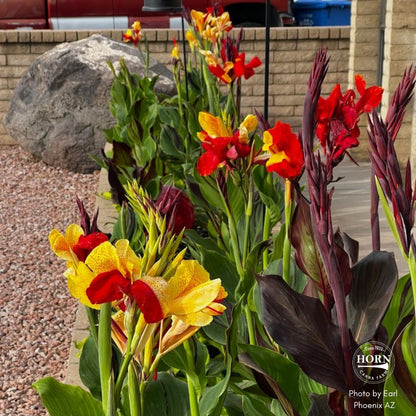 Cleopatra Canna Flower Bulbs