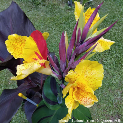 Cleopatra Canna Flower Bulbs