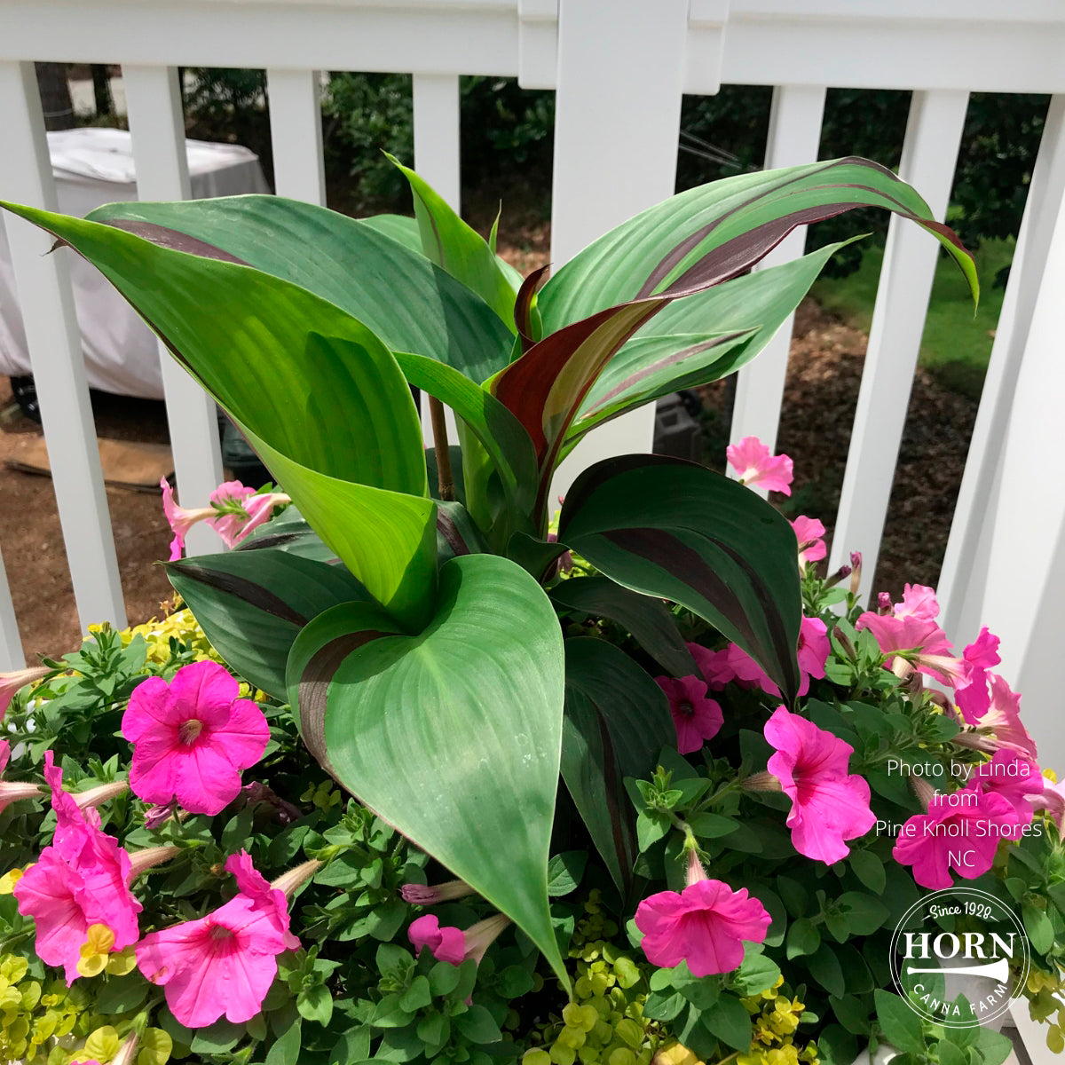 Cleopatra Canna Flower Bulbs
