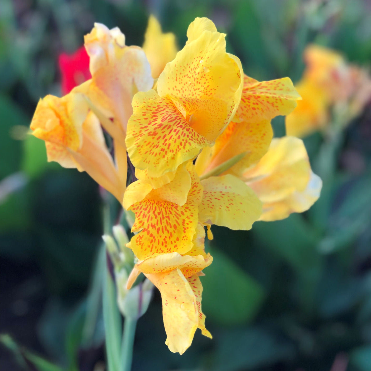 Cleopatra Canna Flower Bulbs