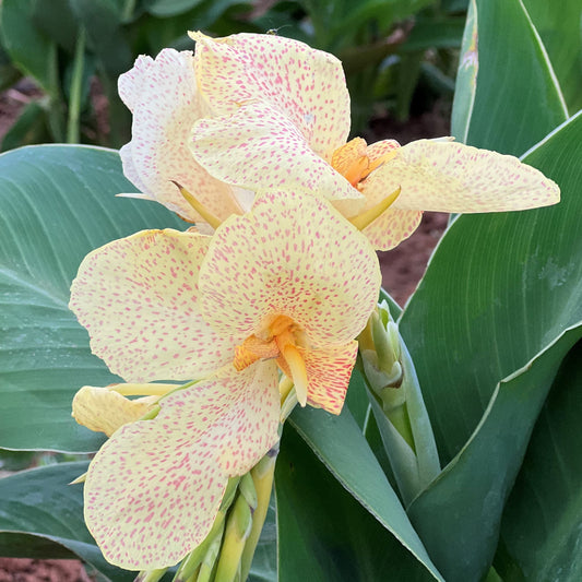 Confetti Canna Flower Bulbs