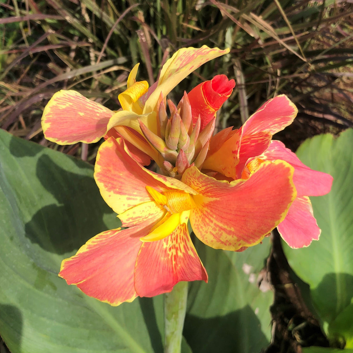 Corsica Canna Flower Bulbs