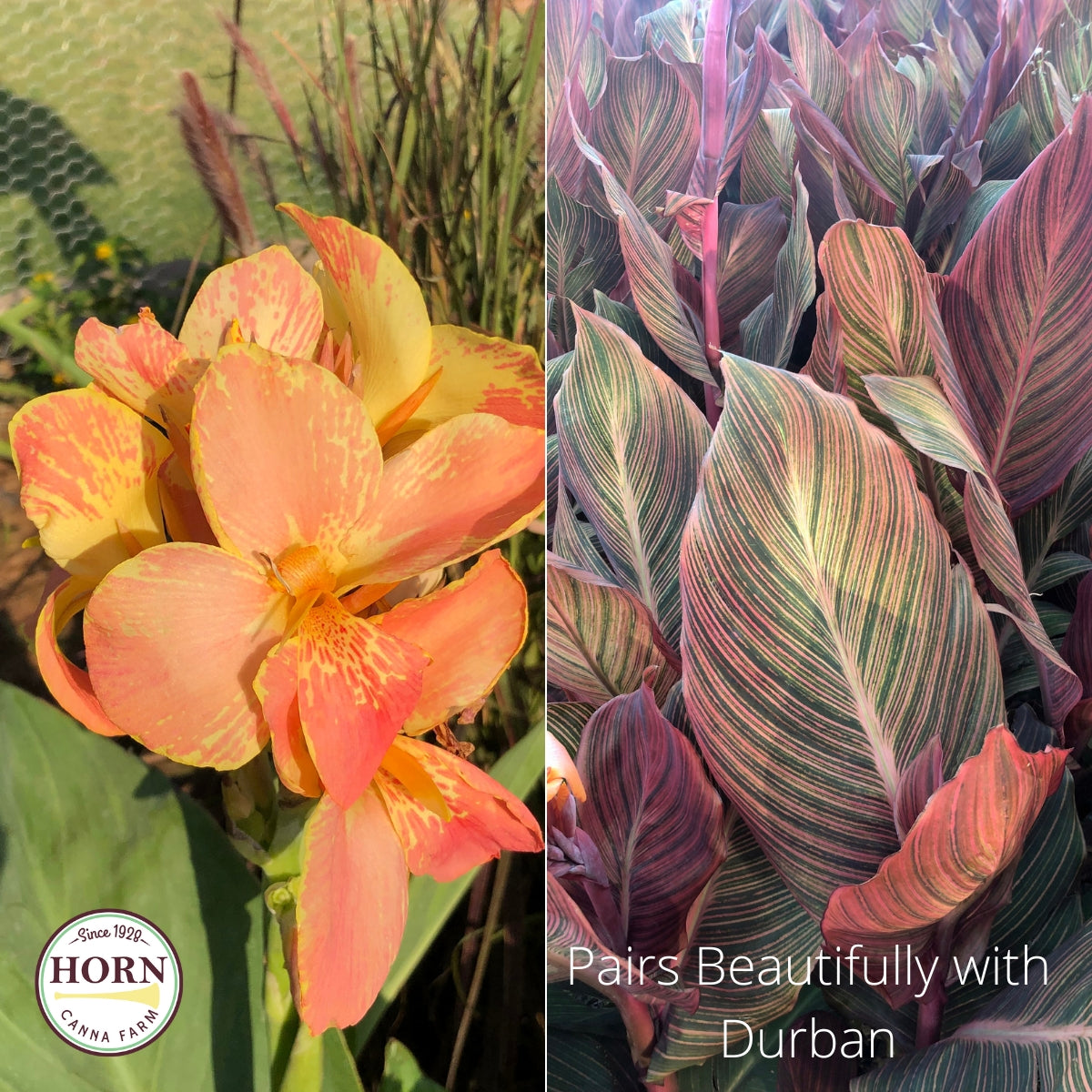 Durban Canna Flower Bulbs