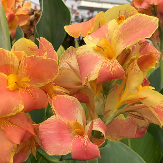 Corsica Canna Flower Bulbs
