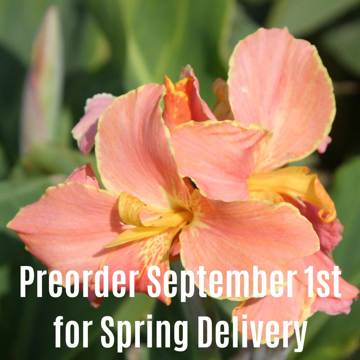Corsica Canna Flower Bulbs