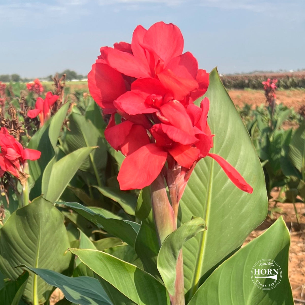Crimson Beauty Bulk 50-Pack Canna Flower Bulbs