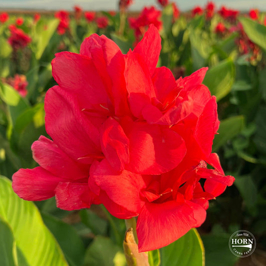 Crimson Beauty Bulk 25-Pack Canna Flower Bulbs