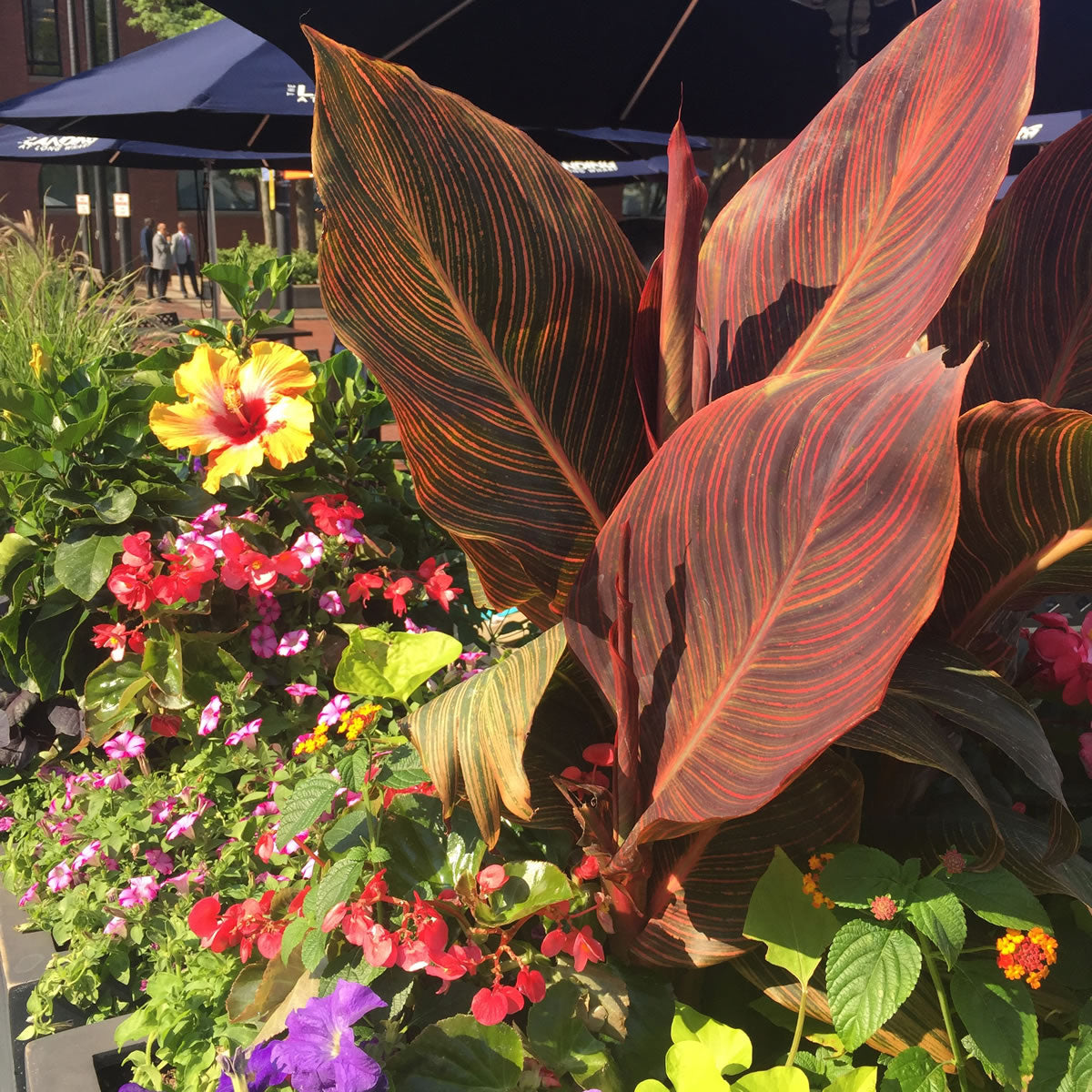 Durban Canna Flower Bulbs