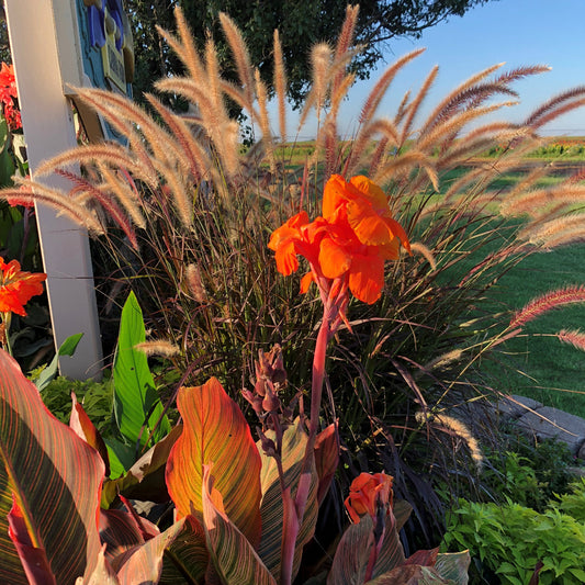 Durban Canna Flower Bulbs