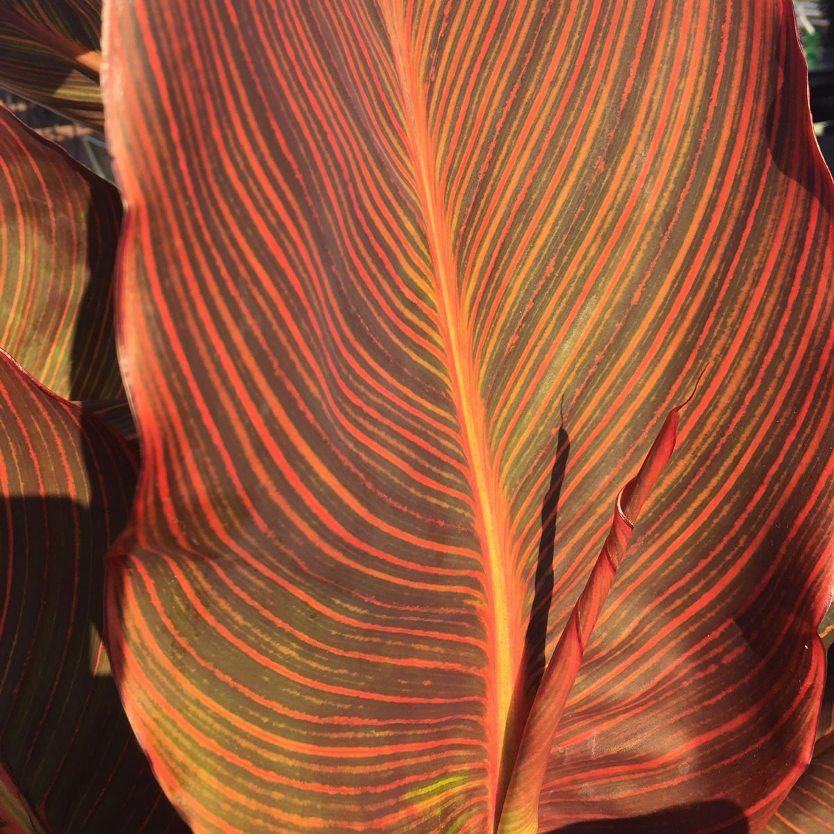 Durban Canna Flower Bulbs